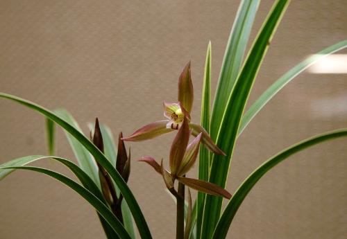 faber - faber orchid