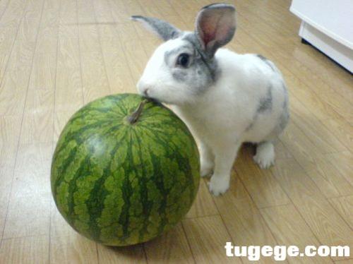 eating watermelon - watermelon