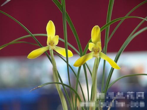 Chinese orchid - i called this one ,golden silk