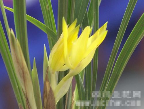 chinese orchid - Chinese orchid, golden silk 2