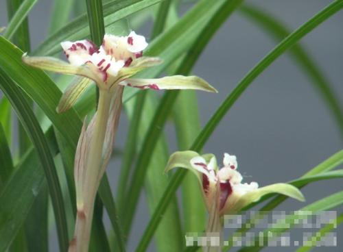 Chinese orchid - Chinese orchid, friends orchid
