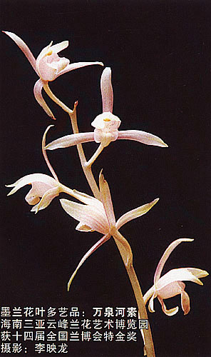 Chinese orchid - i called this one, spring