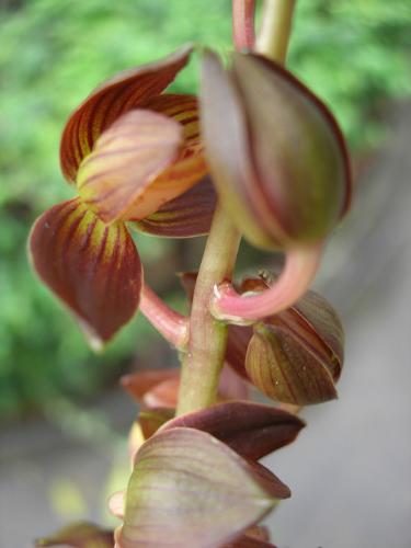 Chinese orchid - i called this one,waken up
