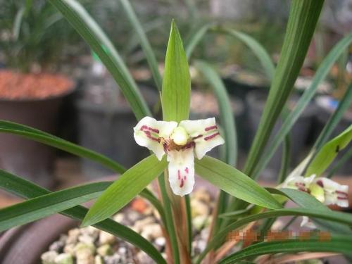 Chinese orchid - Chinese orchid, i called this one ,smart tongue