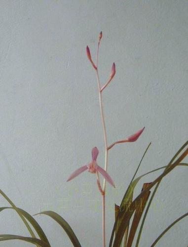 ensifolium - i called this one , rouge beauty