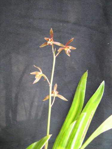 Chinese orchid - i called this one , silver belt