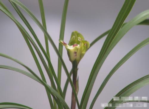Chinese orchid - i called this one, jade butterfly