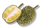 Fruit - Tasty Durian