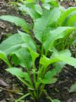herb - herbal medicines