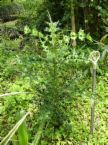 herbs - herbal medicines