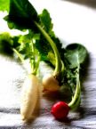 herbs - herbal medicines