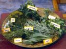 herbs - herbal medicines