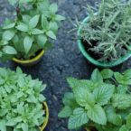 herbs - medicine herbs