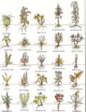 herbal - herbal medicines