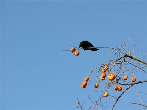 persimmon and crow - A crow attempted to eat persimmon.The photo was taken at Beijing zoo.