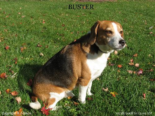 My Beagle - Buster has us all trained well.