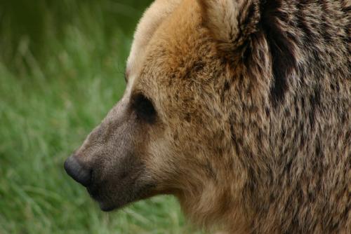 brown bear - headshot of a eurasian brown bear