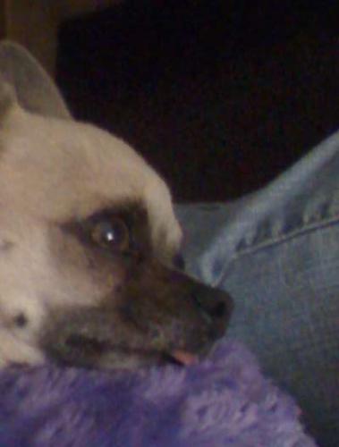 My elvis - My dog Elvis