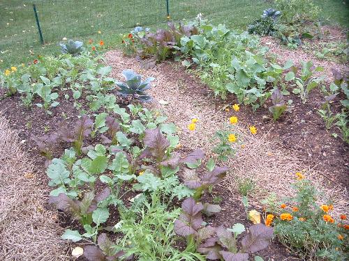 Veggie Garden - A photo of a garden, I got from the internet. It looks alot like my garden.