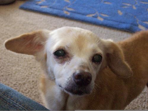 A picture of the 'real' Polly, she is an old girl. - A picture of the 'real' Polly, she is an old girl.
