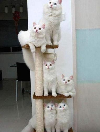 Cat Tower! - Cat scratcher with a number of white cats included!