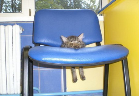 Kitten asleep! - He sure does look comfy! lol.