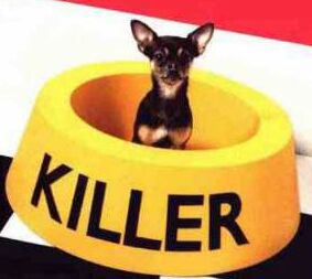 Killer guard dog! - Do you think his bark may be worse than his bite? lol.