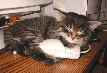 Kitten asleep on computer mouse! - Maybe when he's bigger he can try to catch a real mouse? lol.