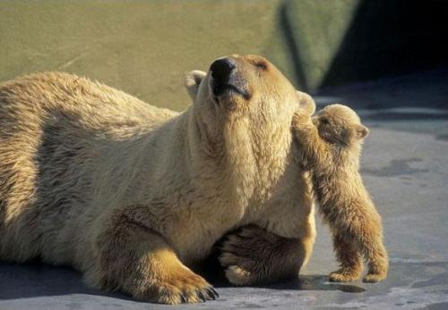 Polar Bear and baby - Momma bear and baby bear cub!