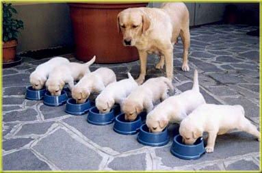 Puppies - All lined up for dinner time with their Mom watching!