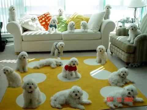 Puppies - It's like a room full of mops with no handles! lol.