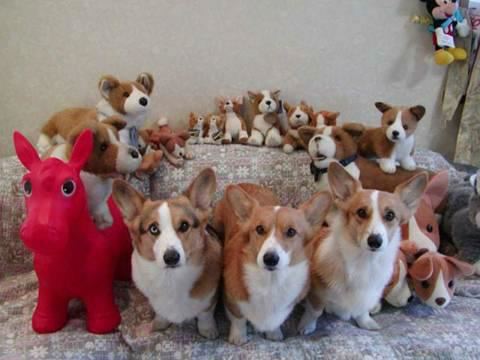 Corgi's - Do you think the Queen realizes that they're missing?