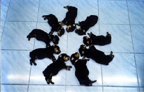 Puppies - Synchronized puppy sleeping!