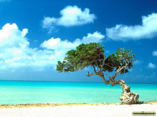 the beach - the moning at the beach near my house