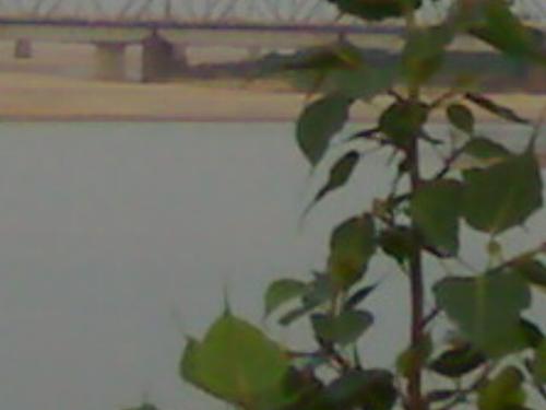 visit  - see the bridge through the plants