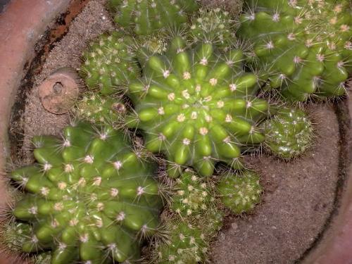 cactus - cactus seen from the top