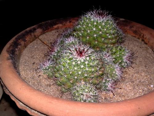 cactus - cactus in the pot