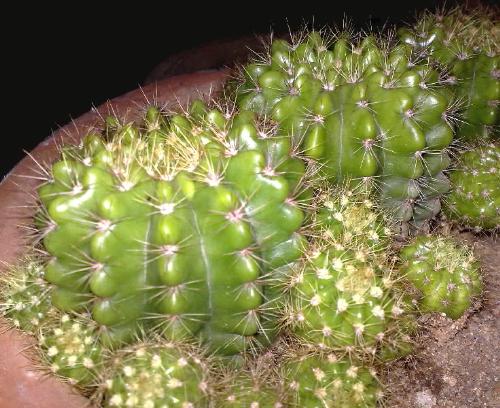 cactus - season to flower is yet to come