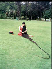 World's Longest Hair - This picture if of Xie Qiuping of China. The woman with the world's longest hair according to the Guinness Book of World Records. It measured 18 ft 5 inches in 2004.