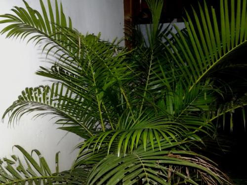 plants - a designer plant