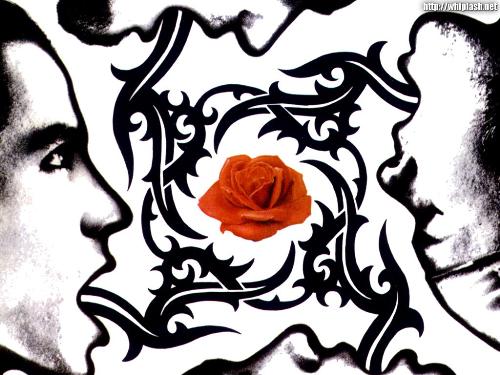 the red hot chili peppers - bssm