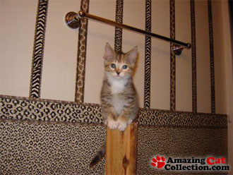 obedient kitten.. - attention