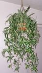 Spider Plant - This is a picture of a Spider Plant. They are a very hardy plant and can be neglected a bit more than some house plants without dying.