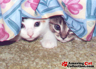 hide and seek - what is going on there..!!