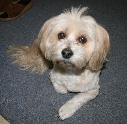 Maltese/Llasa Apso - This is my 12 year old dog Penny. She's our 'Pretty Penny'!