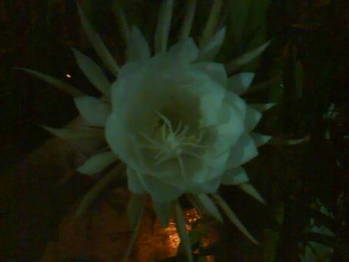 bunga raja - This 'Bunga Raja' flower only blossoms at night time. If you miss it, you have to wait the next few months for it to blossom again.