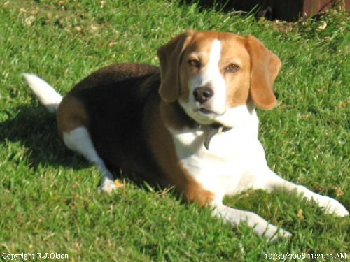 Lazy Boy! - Buster enjoying the warmth & sunshine of a late October day in Minnesota.