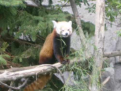 Red Panda - This is the image currently on my desktop. Isn't he so cute?