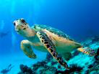turtles - nice turtle