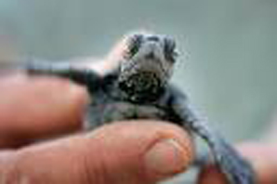 tortoise - nice one ..... and also exotic